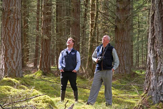 Darroch Wood, Scaniport Estate, Near Inverness, winner of the Finest Woods Award for a whole forest/estate in 2019.