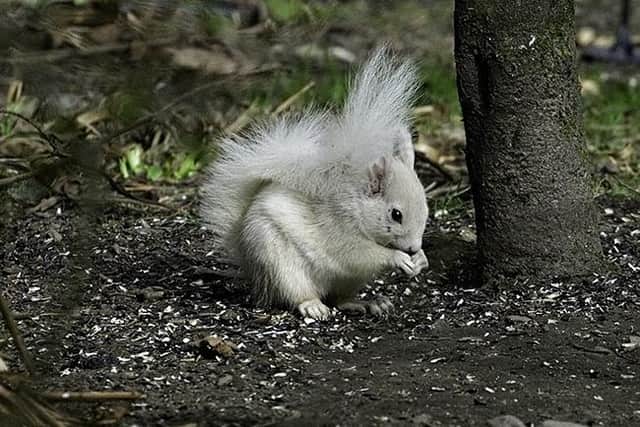 A rare white squirrel, spotted in a garden in Perthshire.