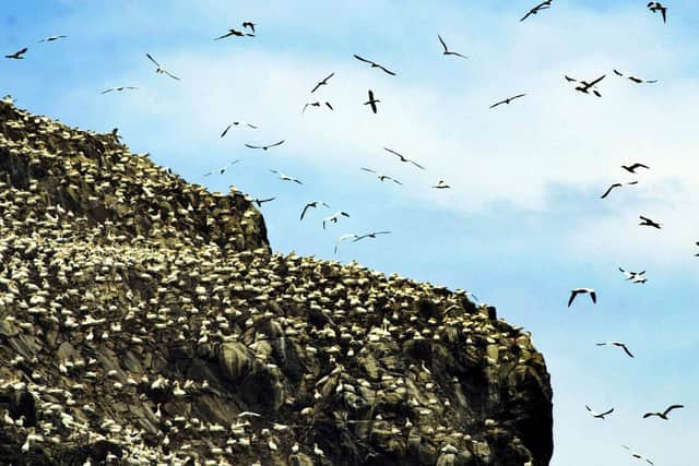 Puffins nest on sea cliffs and feed on small fish such as sandeels (Picture: David Cheskin/PA)