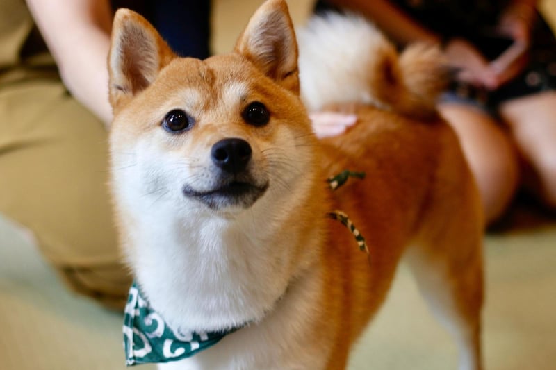 The Shiba Inu, a breed originally from Japan, can occasionally be affectionate but only when they really, really want to be. They are often happier spending time alone.