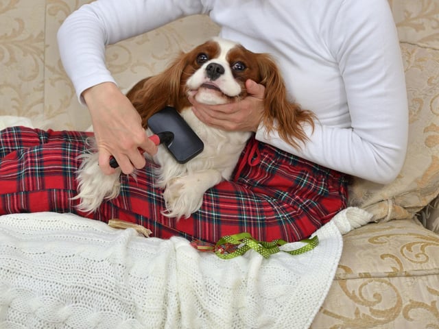 Most dogs will start to shed their coat as summer begins, so regular brushing will get rid of any old hair that could make them even hotter. This is particularly important if your dog goes through a summer moult or has a heavy coat. Also note that dogs do not benefit from being completely shaved down. It can result in skin problems as their skin isn’t meant to be fully exposed.