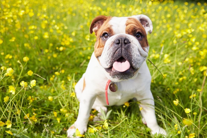 English Bulldogs struggle with the same flat-face issues as the smaller Pug (and their close cousins the French Bulldog). They also can become obese quite easily, can suffer from allergies and commonly get skin infections in their skin folds.