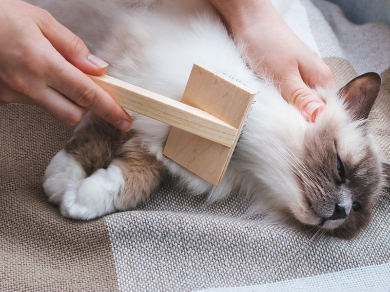 Cats are hardwired to hunt so giving them the chance to play games with feathers, toys, or a flirt pole, will allow them to connect with their true nature of hunting. For the best experience, ensure you change speed, direction and drop the toy so they can exhibit the kill pounce and crunch.