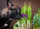 Sometimes plants and pets are best kept apart.