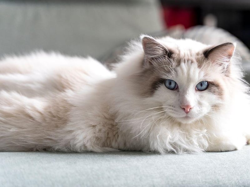 The Ragdoll is one cat breed that mirrors the behaviour of a dog very closely, with its loyal submissive nature. The Ragdoll loves to give you attention when get home and are more than happy to sit on your lap.