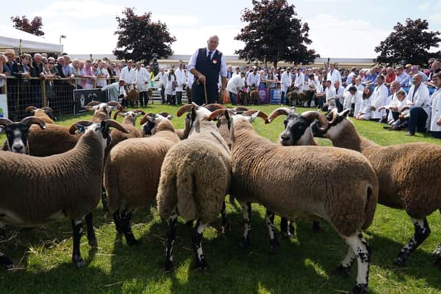 Blackface sheep are judged at the Royal Highland Centre in Ingliston on day one of the Royal Highland Show. Picture: Andrew Milligan/PA Wire