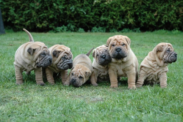 The Shar-pei's perpetually wrinkled concerned brow has earned it the collective noun of a worry of Shar-peis.