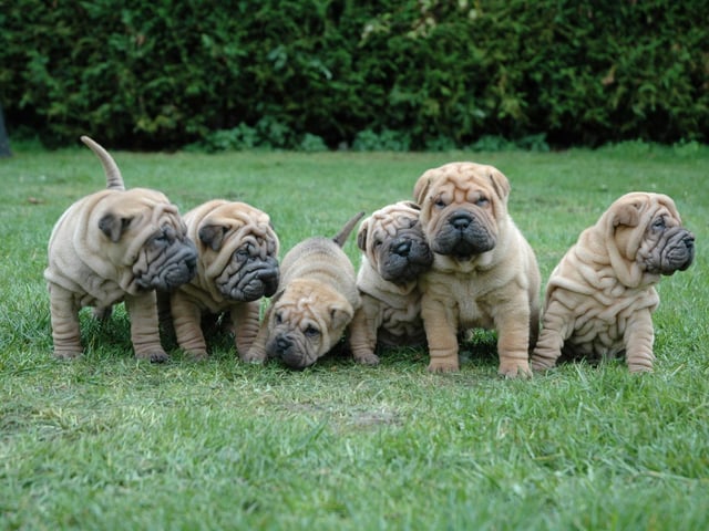 The Shar-pei's perpetually wrinkled concerned brow has earned it the collective noun of a worry of Shar-peis.