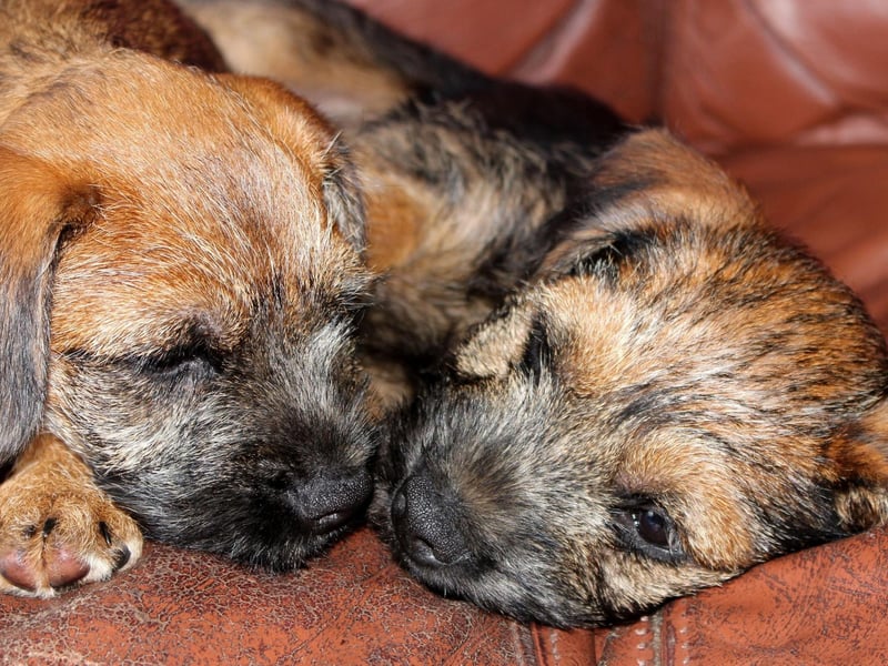 Border Terriers have a longer average lifespan than most breeds - living for between 12 and 15 years.
