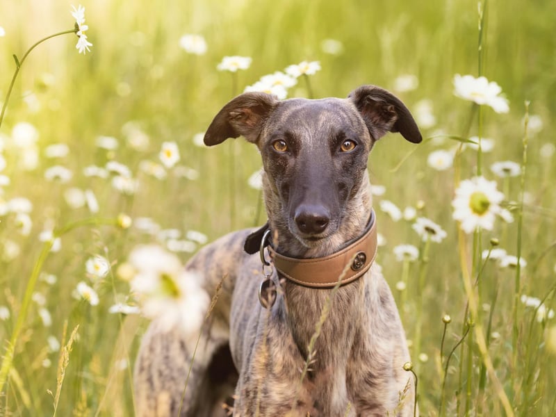 Whippets tend to have two speeds - stopped or flat out. This means they are the dog most likely to run into, or fall off, things - making them the breed of dog responsible for most insurance claims.
