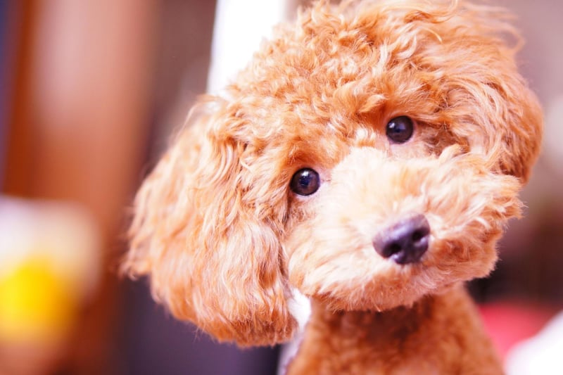 Don't let their curly hair and cute demeanor fool you - Poodles have a razor-sharp brain second only to the Border Collie. All three sizes - Standard, Miniature and Toy - are hugely smart, making great service and therapy dogs.