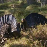 A pair of capercaillie do battle for mating rights