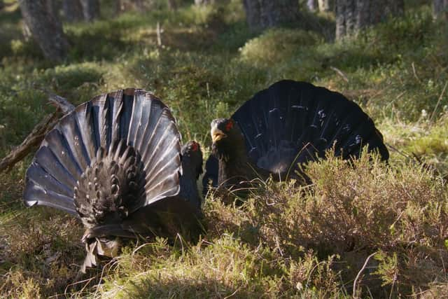 A pair of capercaillie do battle for mating rights