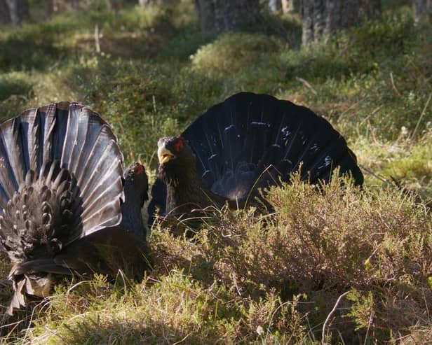 A pair of capercaillie do battle for mating rights