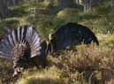 A pair of capercaillie do battle for mating rights