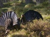 A pair of capercaillie do battle for mating rights