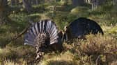 A pair of capercaillie do battle for mating rights