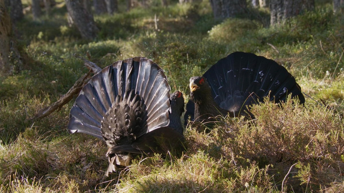 Sir David Attenborough warns the capercaillie is on the brink of going extinct in Scotland for the second time