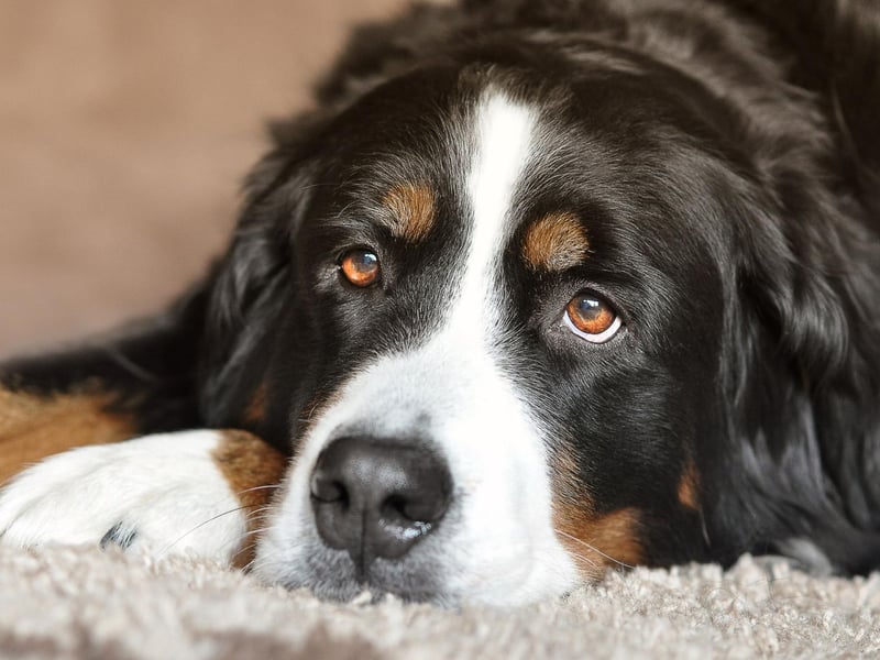 Not only are Bernese Mountain Dogs absolutely gorgeous, they are also fiercely loyal and tend to only bark when a family member is at risk, or another good reason.