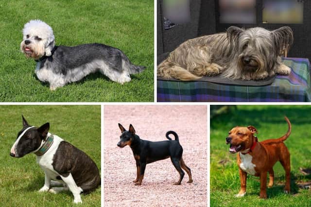 Terriers come in a wide range of shapes and sizes.
