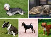 Terriers come in a wide range of shapes and sizes.