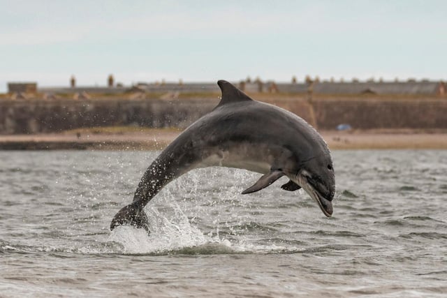 Chanonry Point is nestled in at the end of Chanonry Ness; land which reaches out into the Moray Firth between Rosemarkie and Fortrose on the Black Isle. It has been called “one of the best spots in the UK” to view Bottlenose Dolphins.