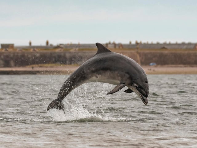 Chanonry Point is nestled in at the end of Chanonry Ness; land which reaches out into the Moray Firth between Rosemarkie and Fortrose on the Black Isle. It has been called “one of the best spots in the UK” to view Bottlenose Dolphins.