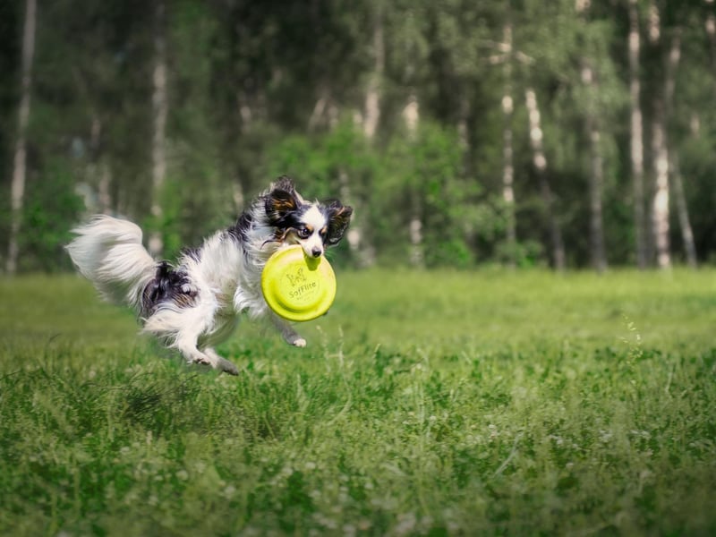 In 2019 a dog called Planet Waves Forever Young Daydream Believers (or Dylan) became the first Papillon to win Best in Show at the Crufts dog show.
