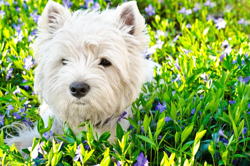 1,445 registrations with the Kennel Club in 2021 was enough to make the West Highland Terrier the fourth most popular breed of terrier.