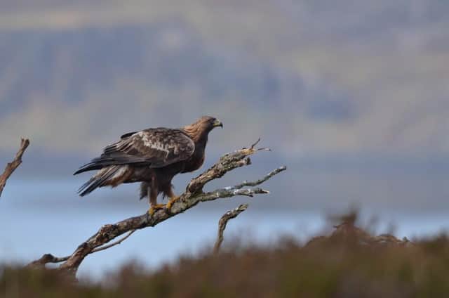 Persecution of birds of prey, such as golden eagles, was described as a national disgrace.