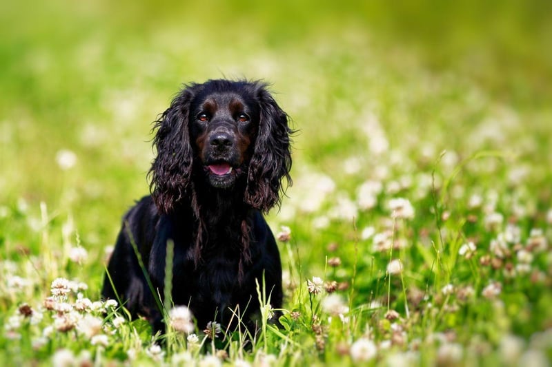 English Springer Spaniels are the dogs that grow the most from puppy phase to adulthood. They grow to more than three times their puppy size - a whopping 317 per cent.