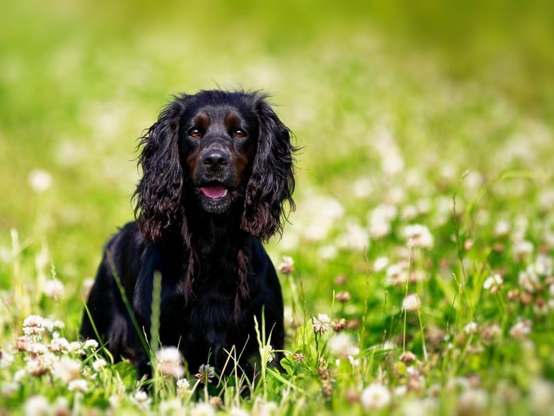 English Springer Spaniels are the dogs that grow the most from puppy phase to adulthood. They grow to more than three times their puppy size - a whopping 317 per cent.