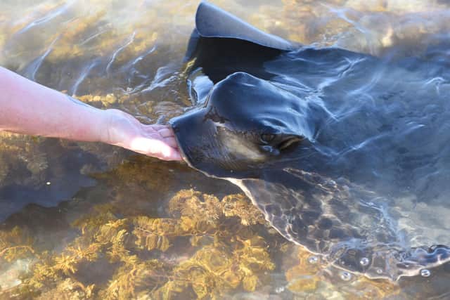 Getting up close with stingrays at Gisborne.