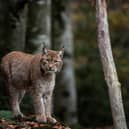 It is thought the Highlands and Moray could support the reintroduction of 250 lynx over time.