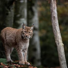 The Scottish Greens want to legalise lynx in Scotland.