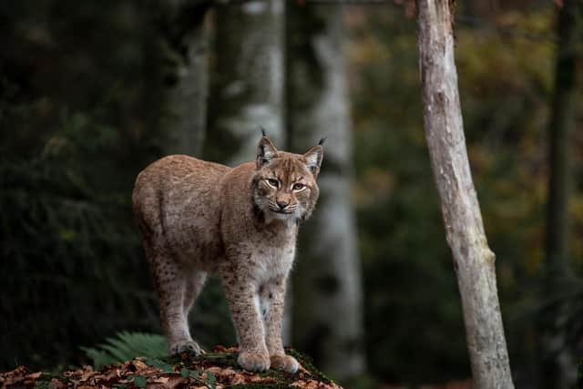 Lynx.