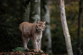 It is thought the Highlands and Moray could support the reintroduction of 250 lynx over time.