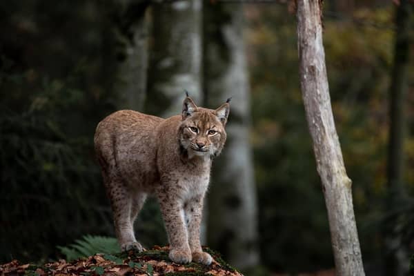 It is thought the Highlands and Moray could support the reintroduction of 250 lynx over time.