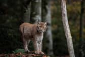 The Scottish Greens want to legalise lynx in Scotland.