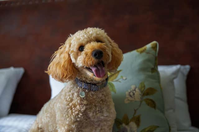 Loch Fyne is one of Crerar's 10 dog friendly properties around Scotland and the Lake District.
