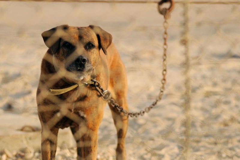 Perhaps the ultimate guard dog, the Rottweiler has been used for this purpose since ancient Rome, but isn't a one trick pony. This breed also make wonderful customs, military and police dogs - while they have a softer side perfect for a therapy dog.