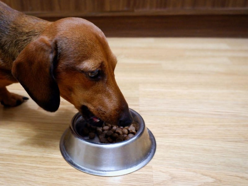 Even the biggest Dachshund fan would admit that their adored sausage dogs can be fairly stubborn. This is certainly the case when it comes to food - their tried-and-tested favourite meal one day might be rejected for no good reason the next. The key is to be firm, and not be forced into giving them treats to tempt them back to their supper.P