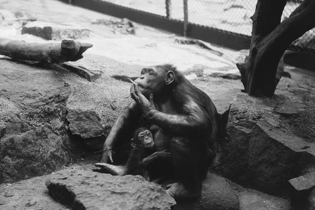 Wednesday the chimpanzee enjoys her first cigarette since the birth of her baby, Andrew, at Edinburgh Zoo in 1936.