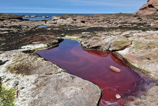 A red rockpool near the New Aberdour Caves on the Moray First Coast. PIC: SEPA.