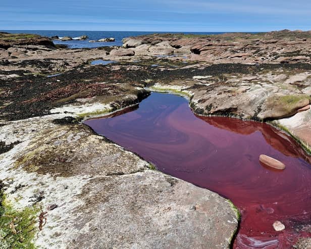A red rockpool near the New Aberdour Caves on the Moray First Coast. PIC: SEPA.