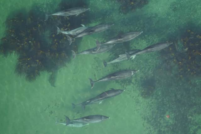 Researchers in Scotland have found a way to remotely determine if protected female bottlenose dolphins are pregnant using aerial photos taken from drones