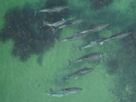 Researchers in Scotland have found a way to remotely determine if protected female bottlenose dolphins are pregnant using aerial photos taken from drones