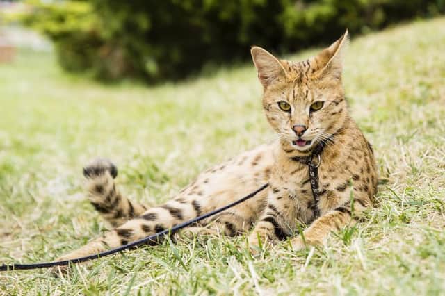 Savannah cats are legal in the UK. (Picture: Shutterstock)
