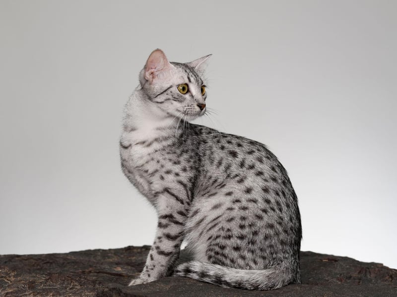 With an annual insurance cost of £285.49, the Egyptian Mau policies are the fourth most expensive.