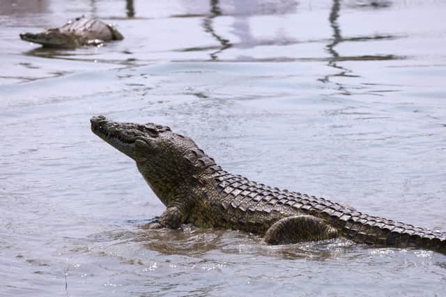 People have the wrong idea about crocodile tears, says reader (Picture: Kenzo Tribouillard/Getty)